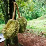 Atasi Kanker Batang Durian