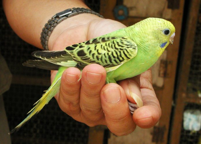 burung parkit burung parkit