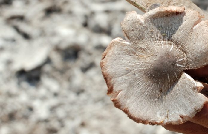 jamur beracun jamur beracun