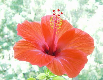 hibiscus rosa-sinensis kembang sepatu