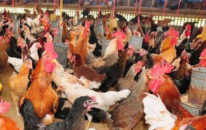 ayam kampung ayam kampung