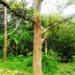 Bubur Bordo & Pohon Durian