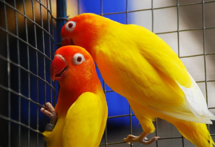 lovebird lovebird