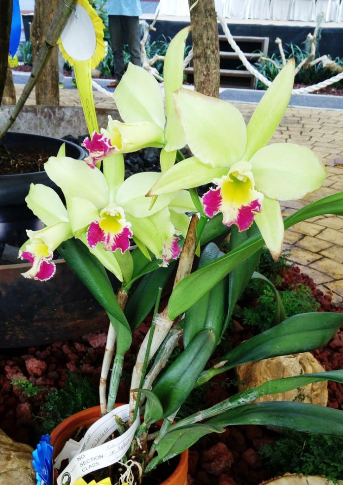 anggrek cattleya