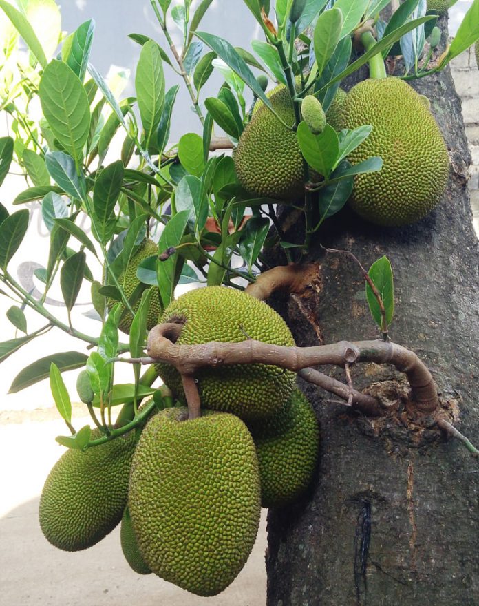 pohon nangka