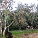 Stump Grafting Remajakan Pohon Tua
