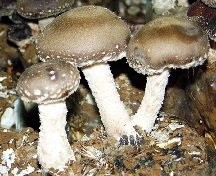 jamur shiitake jamur shiitake