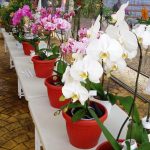 Standar Ekspor Anggrek Phalaenopsis