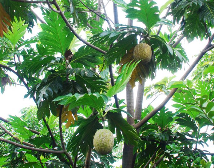 daun sukun