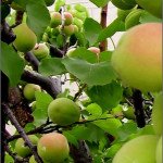 aneka buah