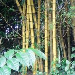 Bambu Jawara Konstruksi