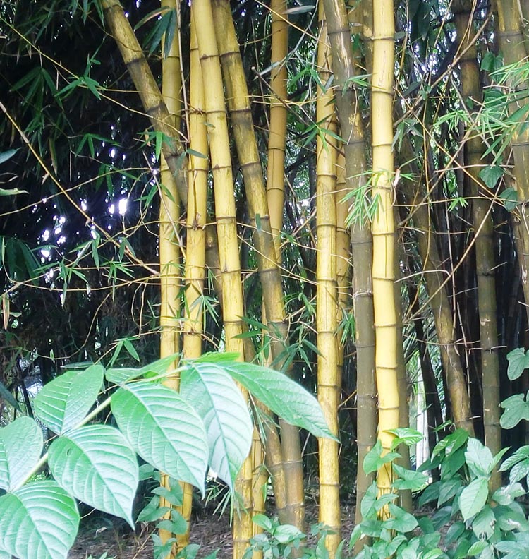  Bambu  Jawara Konstruksi Bebeja com