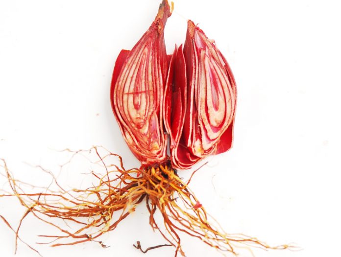 bawang dayak obesitas bawang dayak