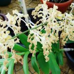 Dendrobium Versus Kecoak