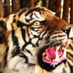 Harimau Sumatera Harta Impian
