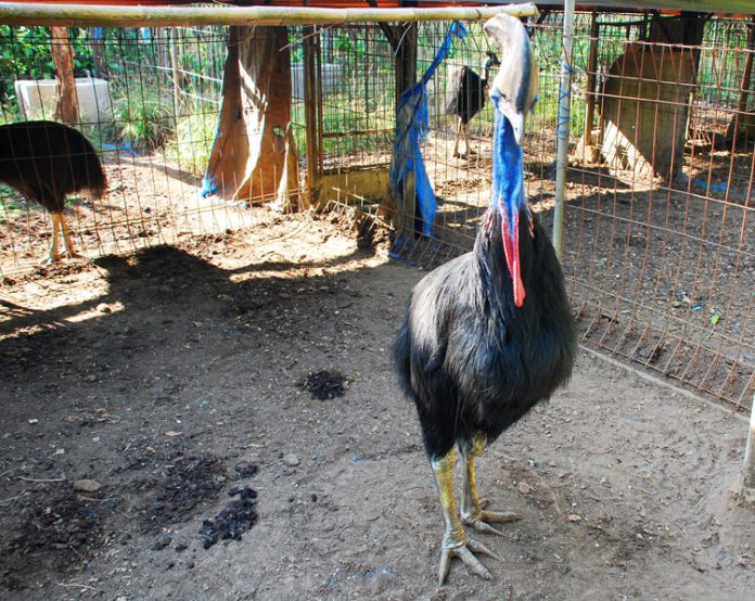 burung kasuari di cikananga wildlife center burung kasuari