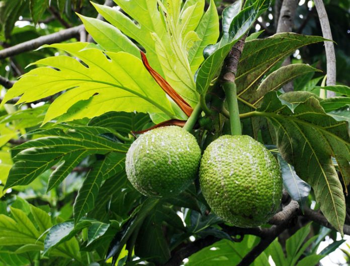 manfaat tersembunyi sukun buah sukun