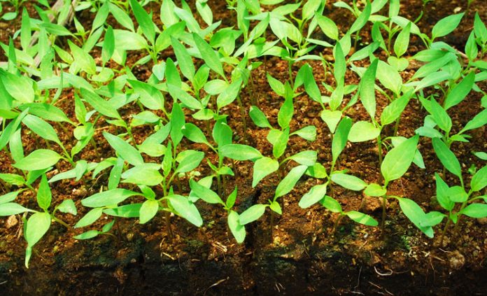 benih tumbuh serempak