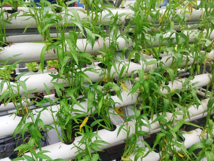 training wirausaha agribisnis training wirausaha