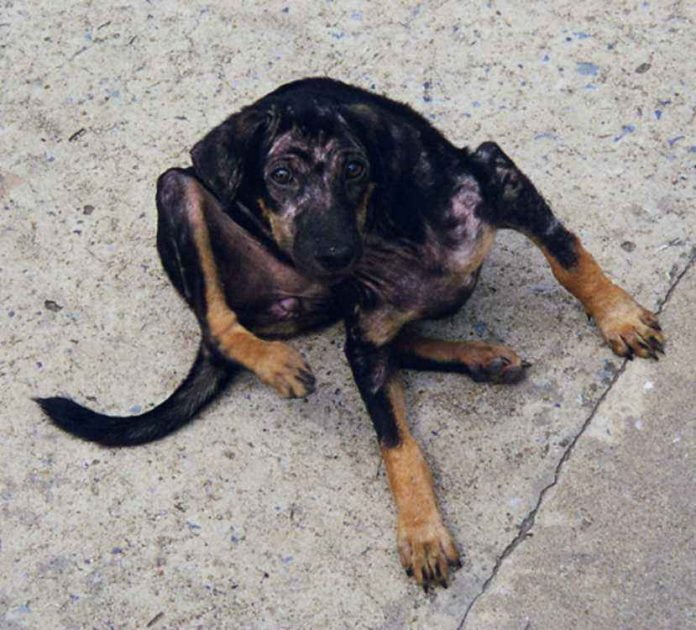 anjing scabies