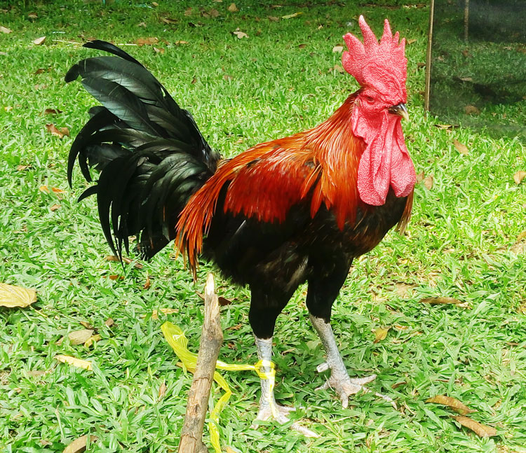 Jenis Ayam Termahal Di Indonesia , Ada Yang Mencapai 40 Juta Per Ekornya !