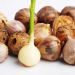 Begini Proses Tumbuh Bawang Lanang