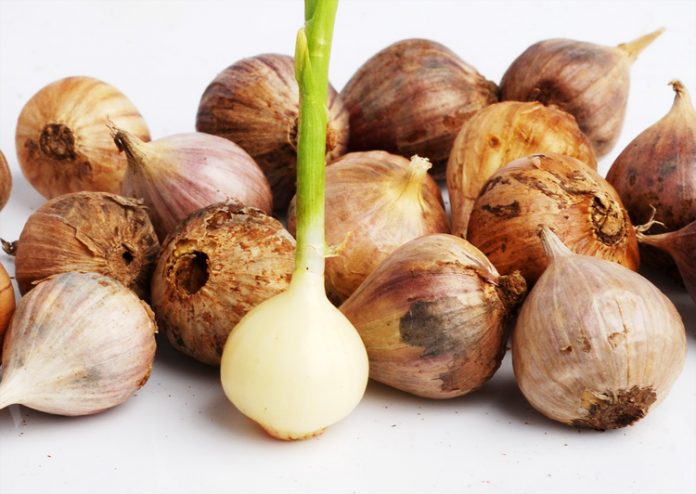 proses tumbuh bawang lanang bawang lanang