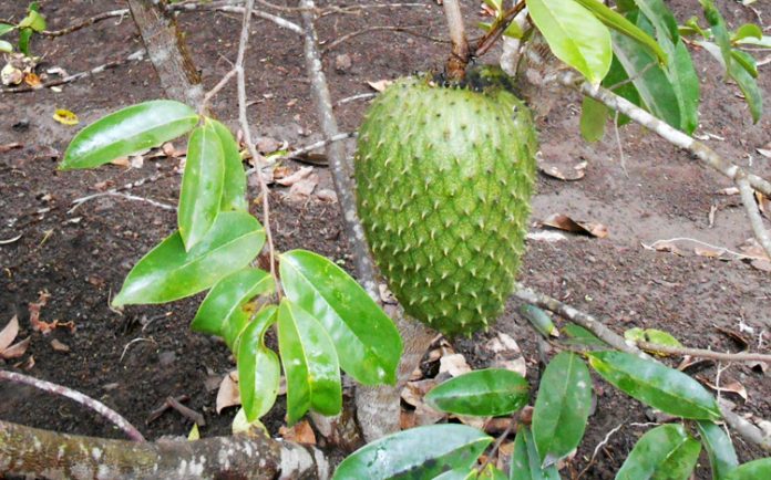daun sirsak untuk kanker tanaman sirsak