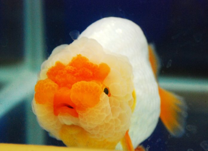 maskoki berkualitas maskoki china