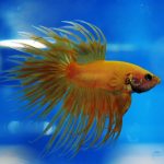 Cupang Crowntail Indonesia