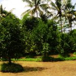 pohon manggis berbuah