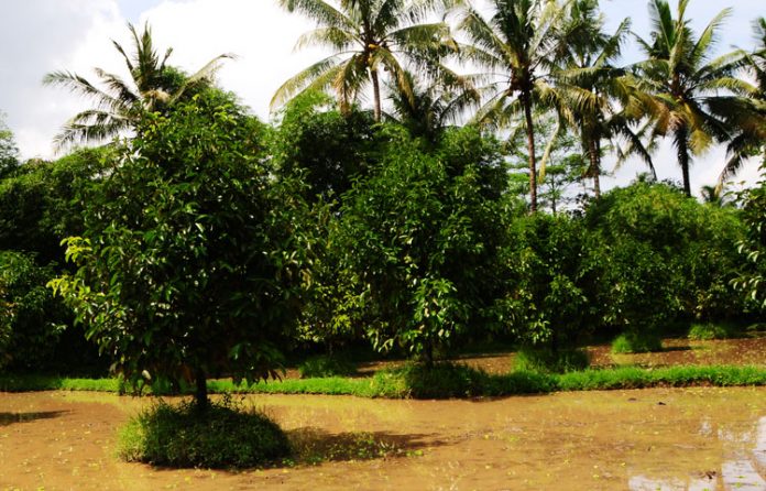 pohon manggis berbuah pohon manggis