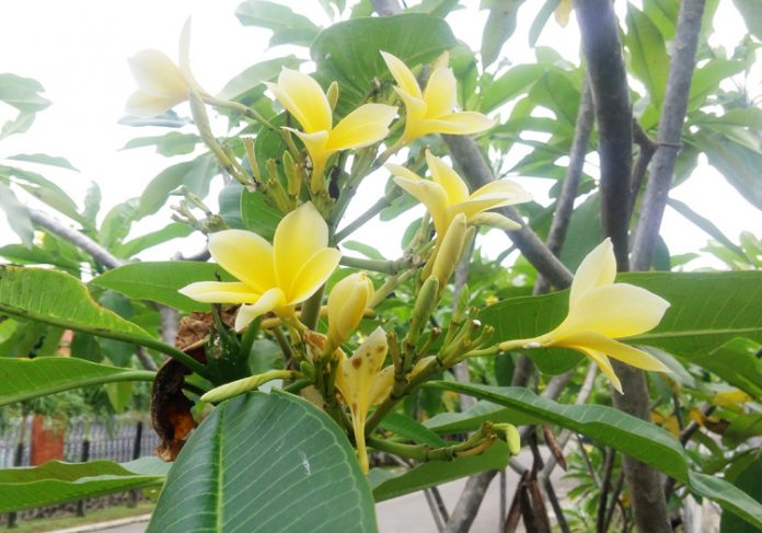 aneka manfaat pohon kamboja pohon kamboja