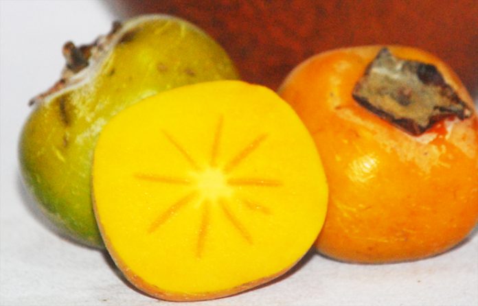 buah kesemek disambung saja buah kesemek