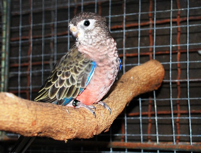 burung parkit bertelur burung parkit