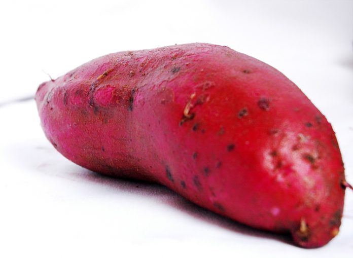 sayuran ekspor sayuran ekspor