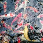 Kolam Ikan Berlumut?