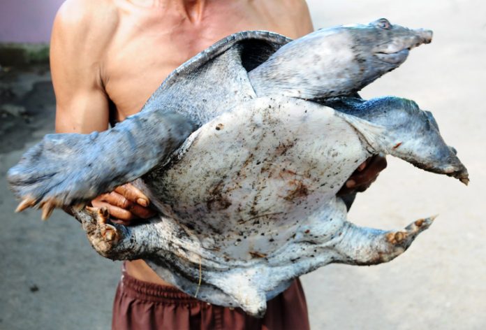 kura-kura belawa kura-kura belawa