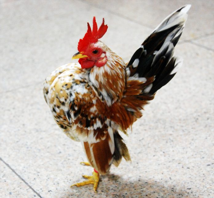 ayam serama mungil ayam serama