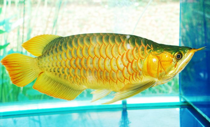arwana superred
