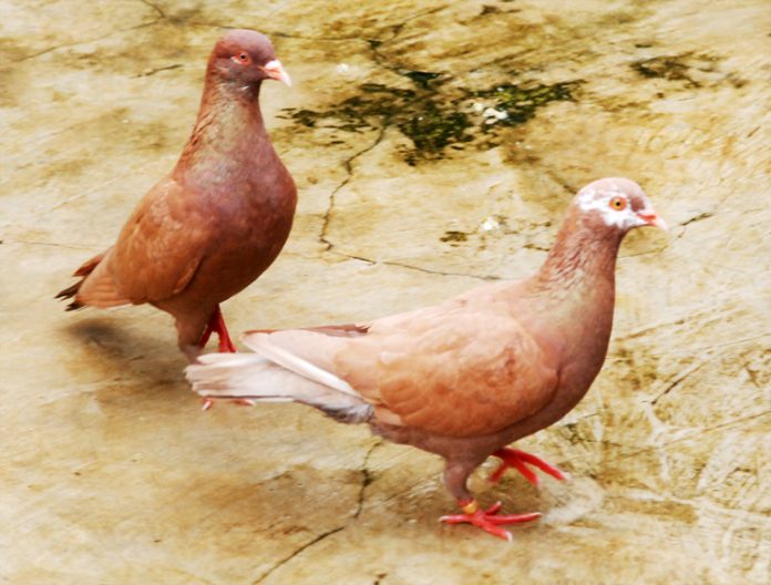 merpati balap darah juara merpati balap