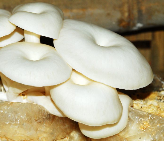 jamur tiram