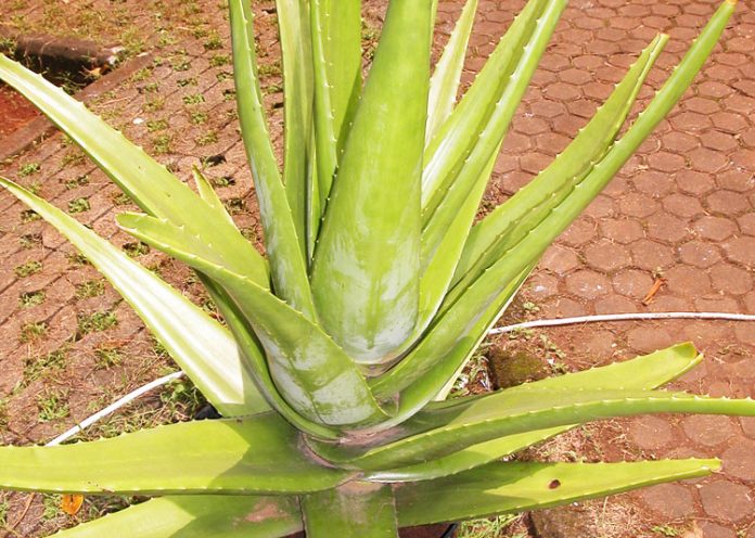 tanaman lidah buaya