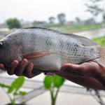 nila sultana