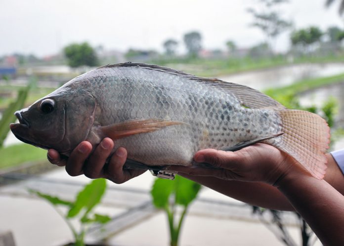 nila sultana nila sultana