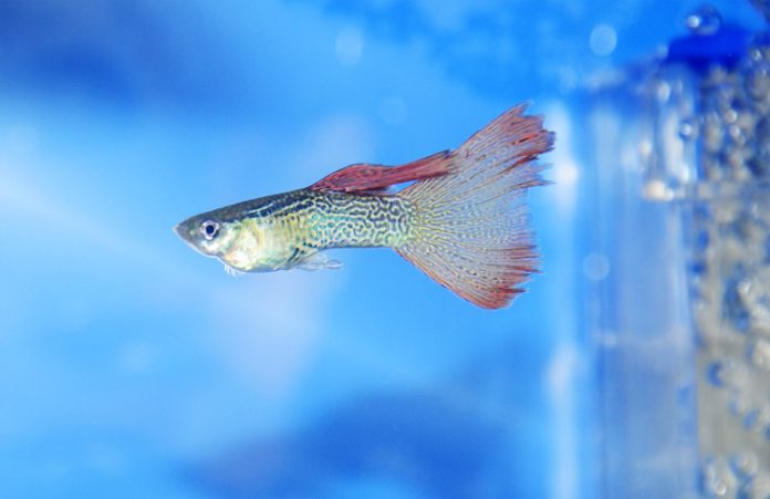 ikan guppy