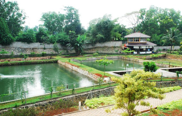 penangkaran arwana superred penangkaran arwana superred