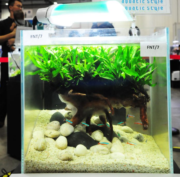 planted tank