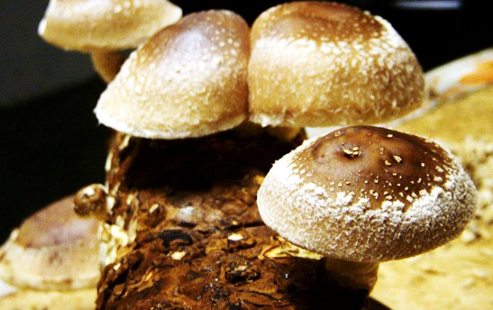jamur shiitake