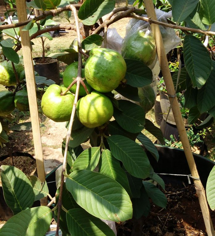 seleksi buah